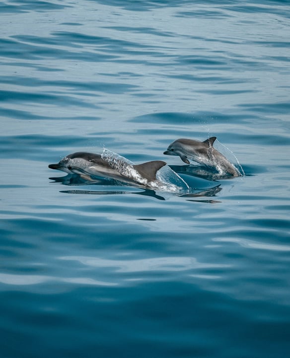 Dolphin & wildlife tours