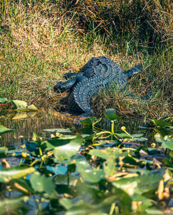 Florida wildlife & nature parks